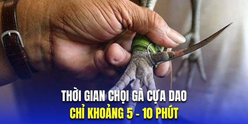 thoi-gian-da-ga-cua-dao