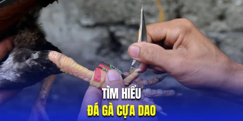 tim-hieu-da-ga-cua-dao